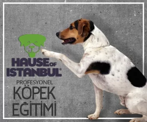köpek eğitimi