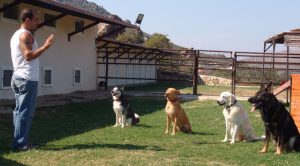Anadolu Hisarı Köpek Pansiyonu