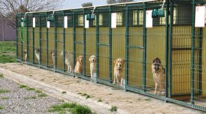 Ataşehir Köpek Oteli