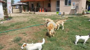 Arnavutköy Köpek Pansiyonu