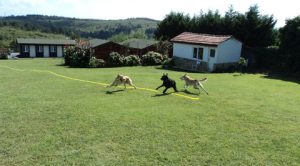 Beykoz Köpek Oteli
