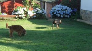 Arnavutköy Köpek Oteli