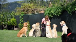 Bağcılar Köpek Oteli
