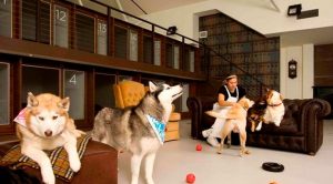 Avcılar Köpek Oteli