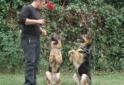Avcılar Köpek Pansiyonu