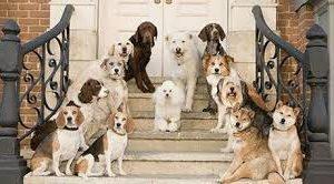Avcılar Köpek Pansiyonu