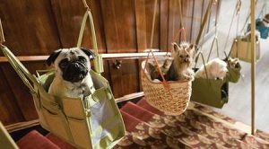 Bağcılar Köpek Pansiyonu