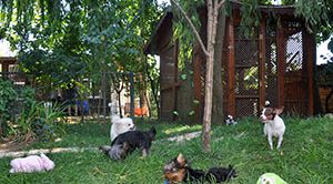 Başak Şehir Köpek Oteli