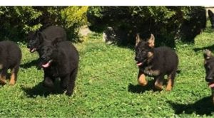 Bayramoğlu Köpek Pansiyonu
