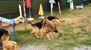 Bayrampaşa Köpek Oteli