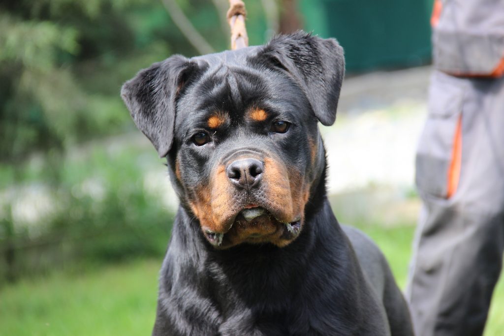 Köpek Eğitimi Evde Nasıl Verilir? Köpek Oteli İstanbul