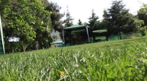 İstanbul Şişhane Köpek Pansiyonu