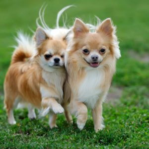 Chihuahua Köpek Oteli İçin Uygunmudur