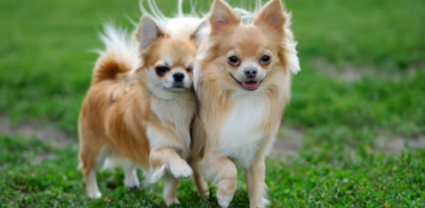 Chihuahua Köpek Oteli İçin Uygunmudur