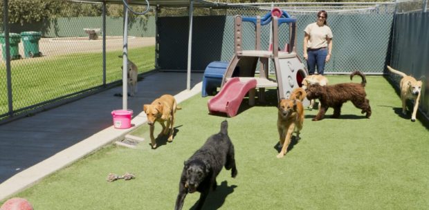 Kadıköy Köpek Oteli Hizmeti