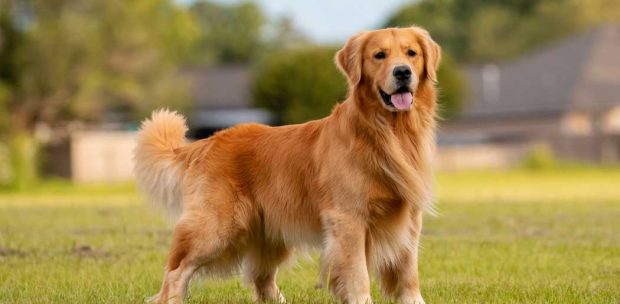 Sultangazi Köpek Oteli Konforu