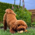 Satılık Toy Poodle İlanları