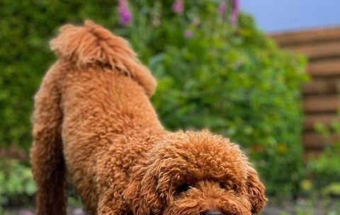 Satılık Toy Poodle İlanları