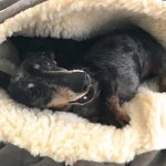 Köpek Oteli: Dört Bacaklı Dostlarınız İçin En İyi Konaklama Seçeneği
