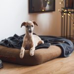 Uzun Dönem Köpek Pansiyonları