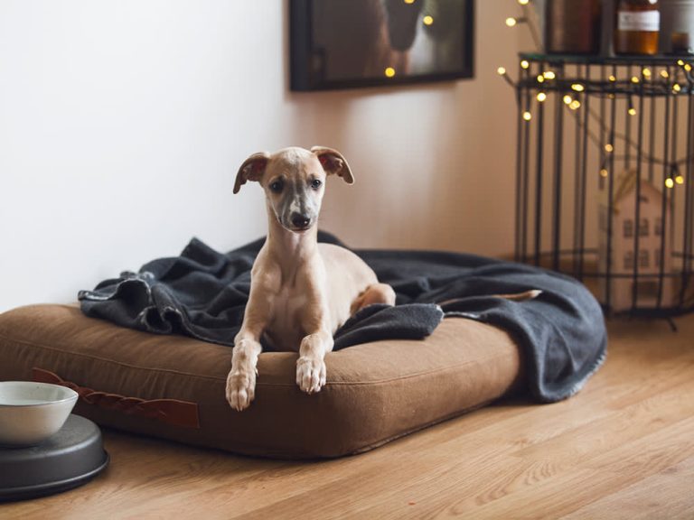 Uzun Dönem Köpek Pansiyonları