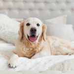 İdeal Bir Köpek Oteli Nasıl Olmalıdır