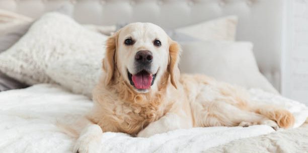 İdeal Bir Köpek Oteli Nasıl Olmalıdır