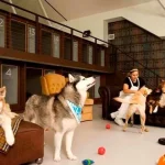 Evcil Dostlarınız İçin Lüks Köpek Oteli Deneyimi