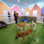 Köpek Oteli ve Konaklama Merkezi