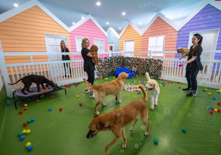 Köpek Oteli ve Konaklama Merkezi