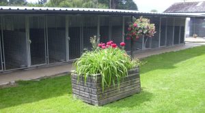 Köpek Oteli Nedir ve Neden Tercih Edilmelidir