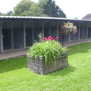 Köpek Oteli Nedir ve Neden Tercih Edilmelidir