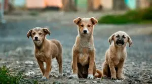 Köpek Pansiyonu – Köpeğiniz Bizimle Güvende