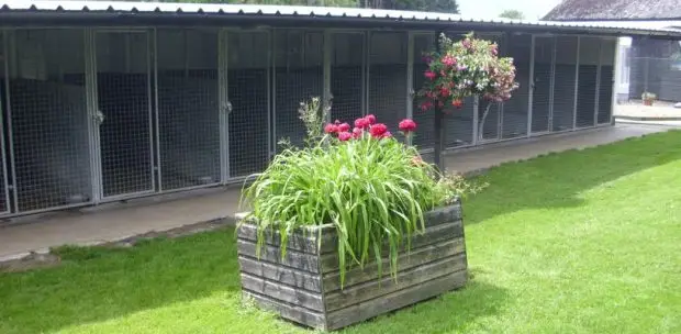 Köpek Oteli Nedir ve Neden Tercih Edilmelidir